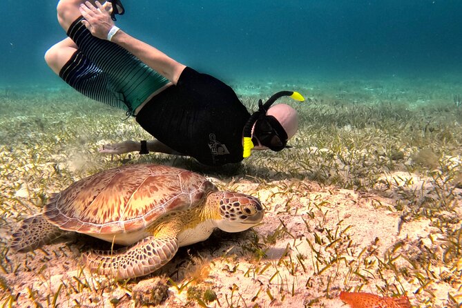 The Cozumel Turtle Sanctuary Snorkel Tour - The turtle sanctuary style stop: wild green turtles, real-world odds