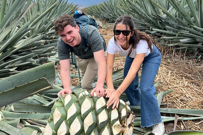 The Mezcal Journey - The agave fields walk: photos plus seasonal hands-on work