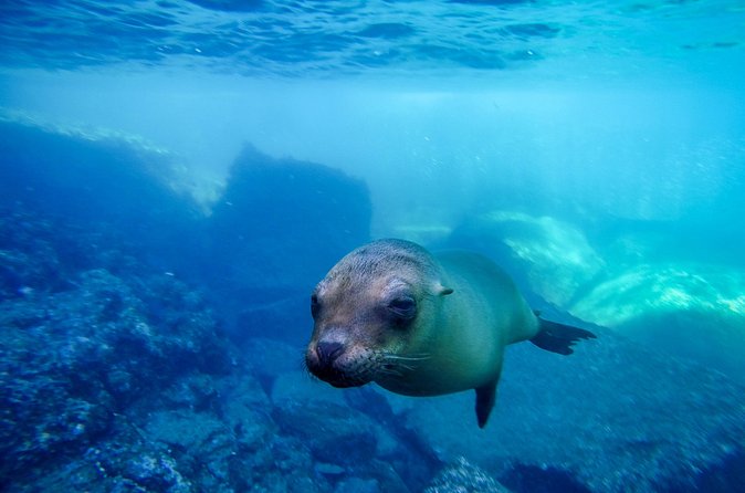 The only Natural Space Dolphin Encounter in Cabo Optional Pickup! - What happens during the dolphin encounter (the flow in plain language)