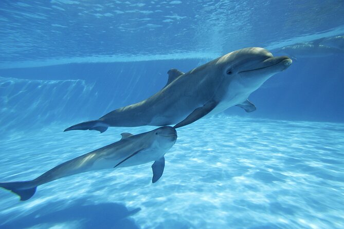 The only Natural Space Dolphin Encounter in Cabo Optional Pickup! - Price and what you actually get for $155.37