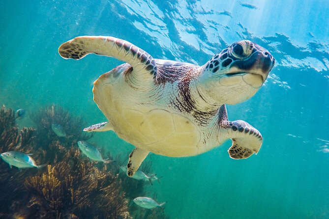 Tour to Tulum and cenote with swimming with turtles from Riviera Maya - Getting from Playa del Carmen to your first stop (and why the day starts early)