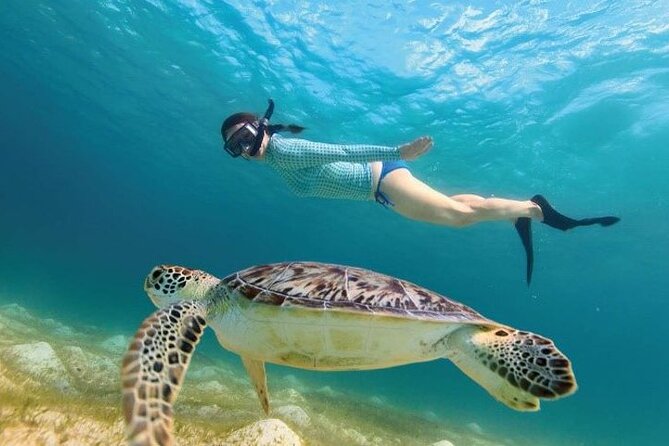 Tour to Tulum and cenote with swimming with turtles from Riviera Maya - Tulum Archaeological Site: 4 hours 40 minutes with sea views and big ruins