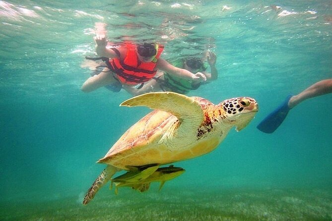 Tour to Tulum and cenote with swimming with turtles from Riviera Maya - Lunch and the travel comfort details that actually matter