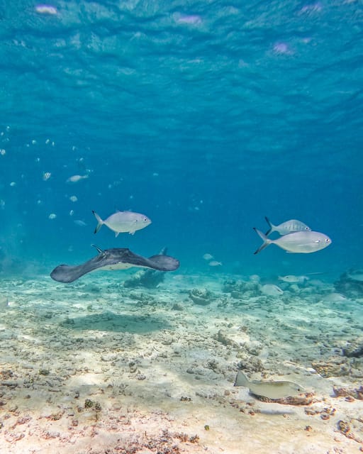 Tulum: 2-Hour Snorkeling in Two Spots of Tulum's Reef - Practical Tips That Make This Tour Way More Fun