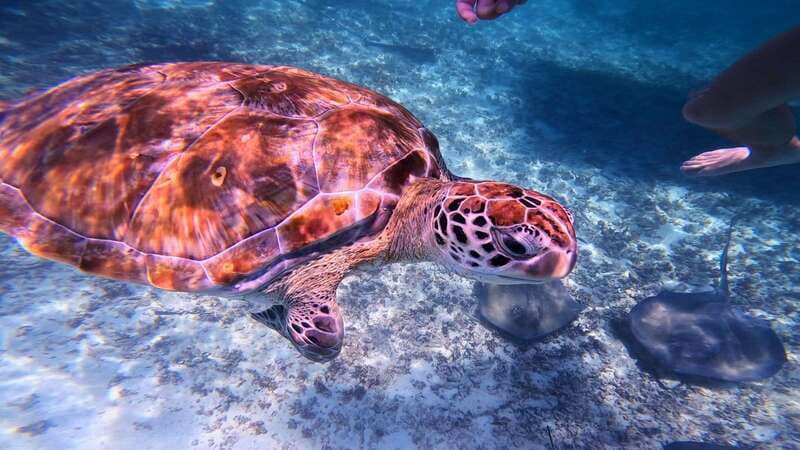 Tulum: 2-Hour Snorkeling in Two Spots of Tulum's Reef - The Two-Spots Plan: More Reef Time Than You Think