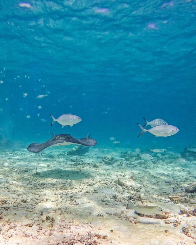 Tulum: 2-Hour Snorkeling in Two Spots of Tulum's Reef - Stop Two: Why a Second Reef Stop Still Works
