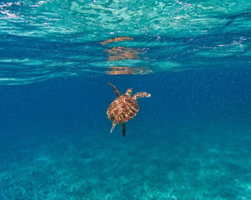 Tulum: 2-Hour Snorkeling in Two Spots of Tulum's Reef - Price and Entrance Fees: The Real Cost of a $50 Snorkel