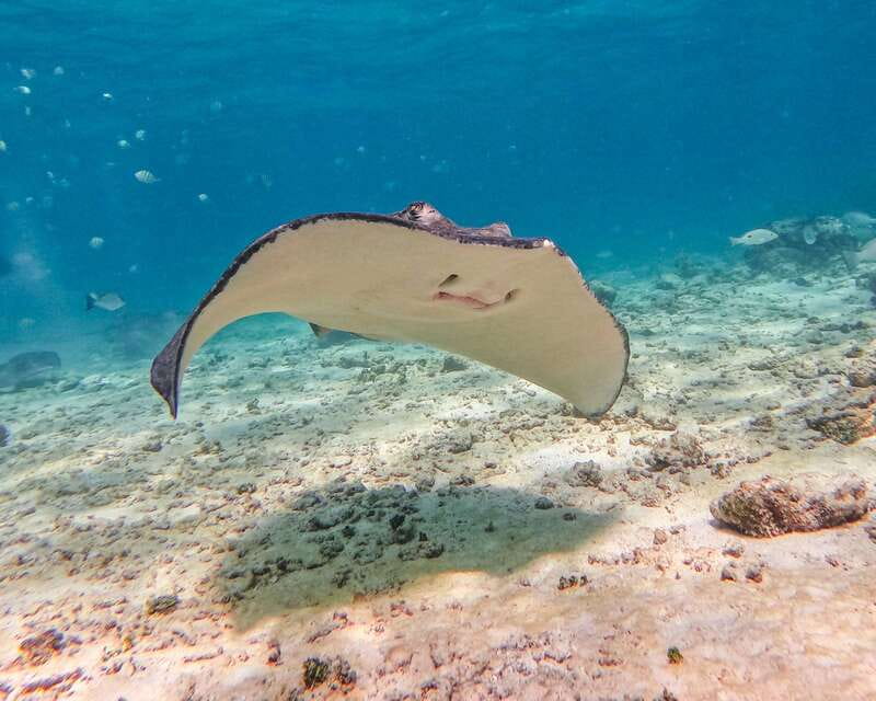 Tulum: 2-Hour Snorkeling in Two Spots of Tulum's Reef - Who Should Book This (and Who Should Skip)
