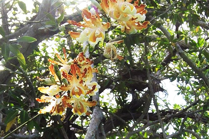 Tulum Archaeological Site & Sian Ka'an Muyil Tour from Tulum - Lunch and tacos: where your energy gets back on track