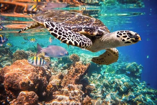 Tulum Area Experiences Guided 2 Tank Scuba Dive Casa Cenote & Barrier Reef-Lunch - Casa Cenote Scuba Session: freshwater roots, fish, and a resident alligator