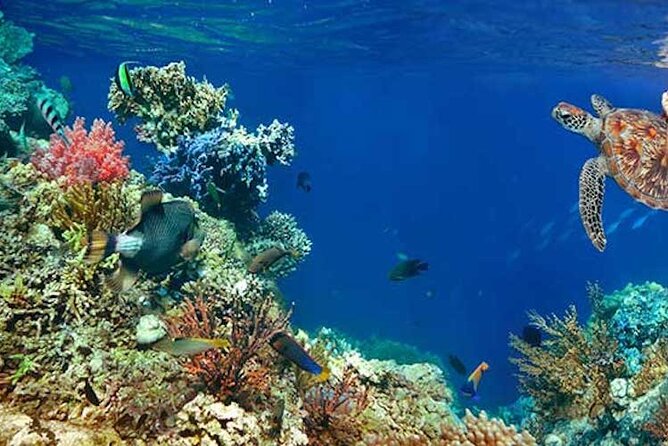 Tulum Area Experiences Guided 2 Tank Scuba Dive Casa Cenote & Barrier Reef-Lunch - Boat Ride Out to the Barrier Reef: the open-water change of pace