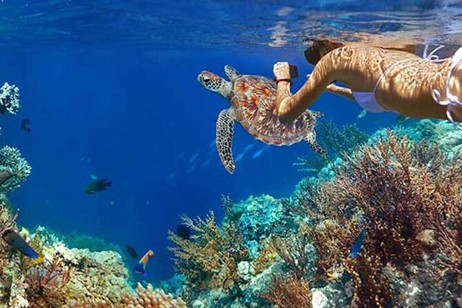 Tulum Area Experiences Guided Snorkeling Tour - Casa Cenote + Ocean Reef & Lunch - Your guides matter: Ricardo, Paco, Carlos, and Julieta
