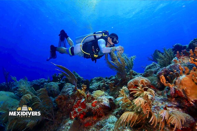 Tulum Diving (Reef) 2 Tanks - Start at Mexidivers, Right Off Tulum Beach