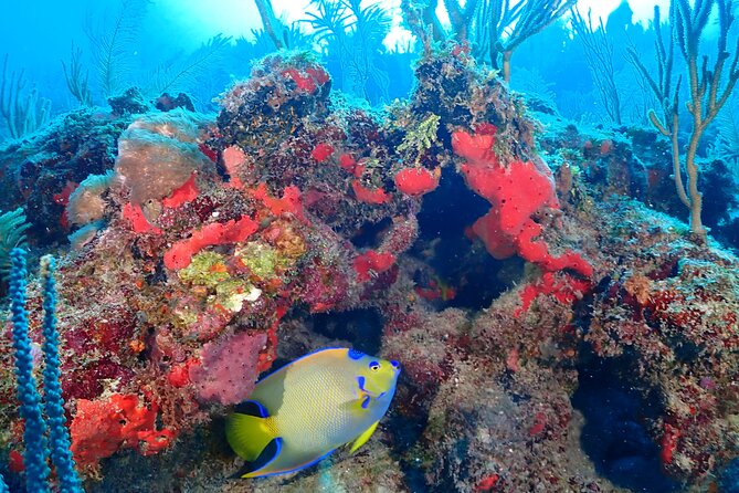 Tulum Diving (Reef) 2 Tanks - What Equipment and Fees Cover (and What They Don’t)
