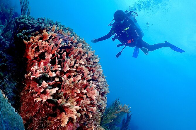 Tulum Diving (Reef) 2 Tanks - Price and Value: Is 191.16 USD a Good Deal?