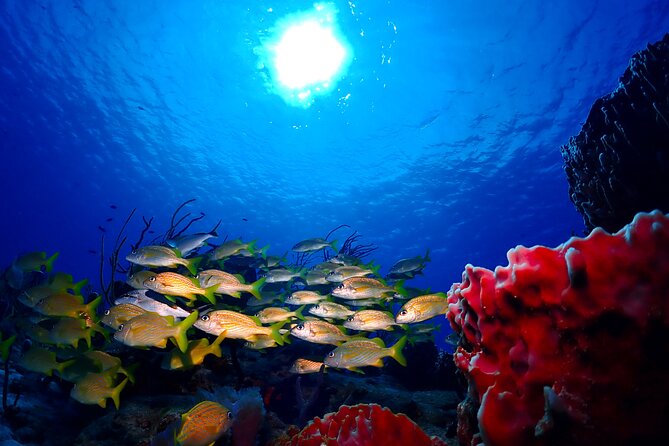 Tulum Diving (Reef) 2 Tanks - Practical Tips for Your Morning at Tulum