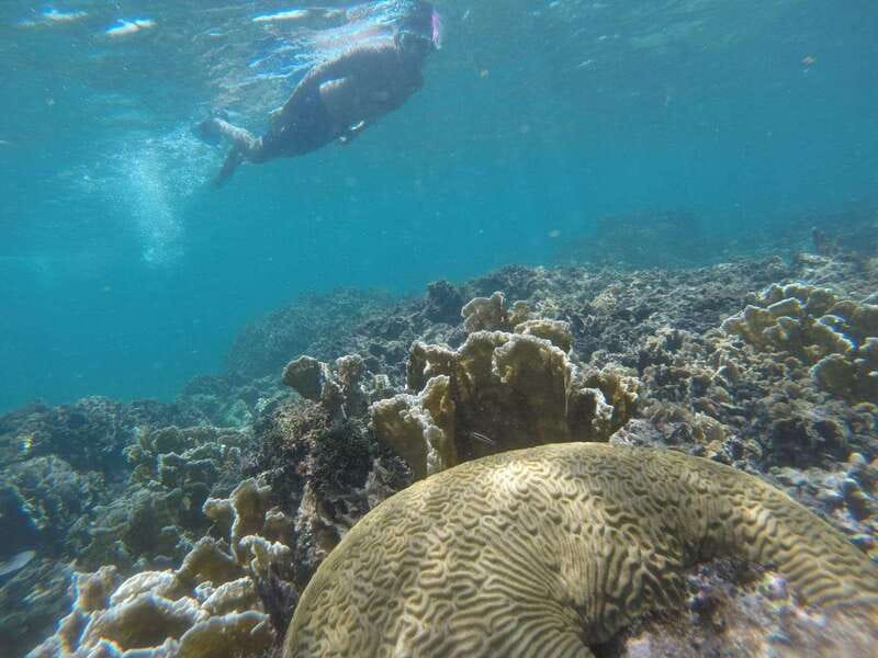 Tulum: Private Snorkel and Sailing Experience - Snorkeling on the Mesoamerican Reef for real reef time