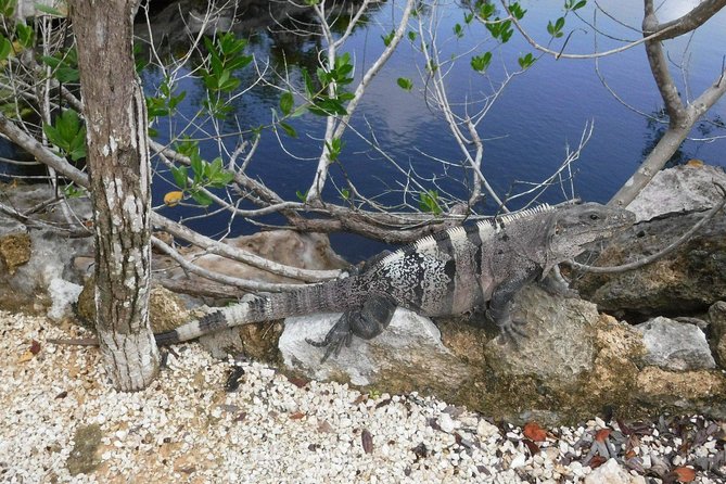 Tulum Ruins Tour (Private, Half Day) - Comfort in Transit: Air Conditioning and Fewer Hassles