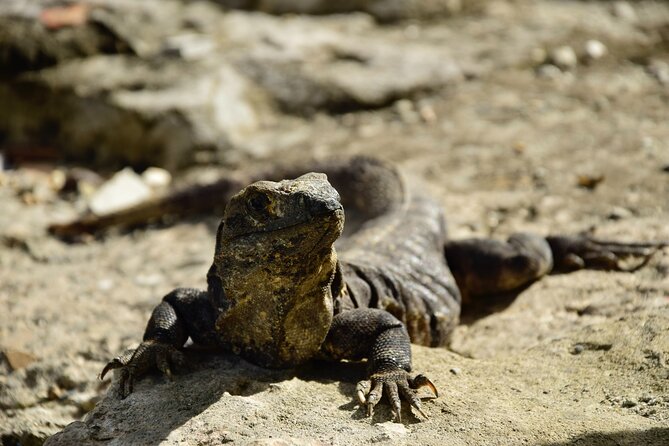 Tulum Ruins, Turtles in Akumal and Cenote tour - Who should book this Tulum, Akumal, and cenote combo