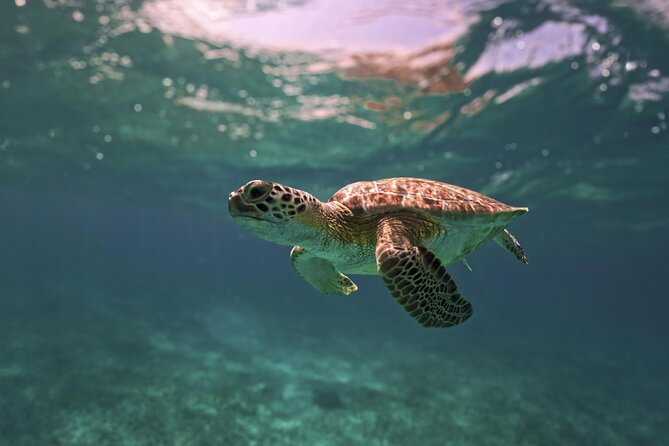 Tulum Ruins, Turtles in Akumal and Cenote tour - Tulum Ruins on the Caribbean: guided story time plus photo time