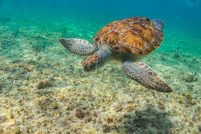 Tulum, Snorkeling with Sea Turtles, Cenote and Beachside Lunch - Akumal Beach snorkeling with sea turtles: the best part, plus the crowd reality
