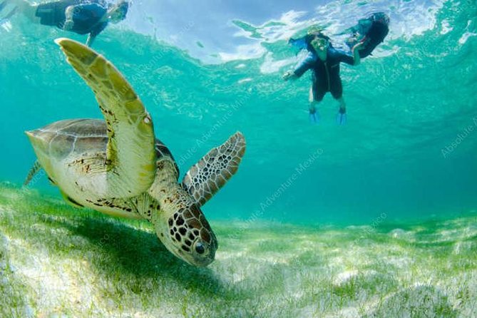 Turtle Encounter Private Tour – Swim with Sea Turtles & Cenote - Getting Around: Pickup Timing, Drive Time, and Realistic Day Length