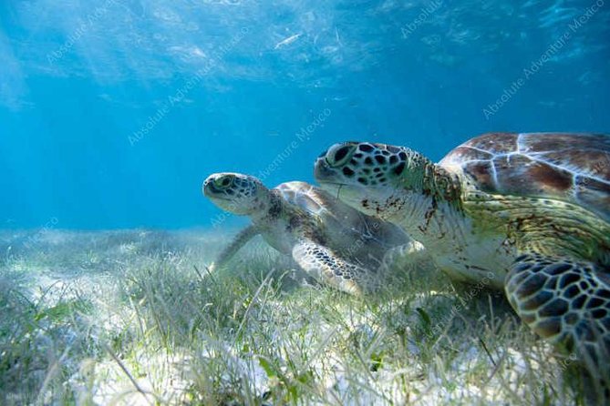 Turtle Encounter Private Tour – Swim with Sea Turtles & Cenote - What to Bring and How to Prepare