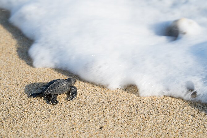 Turtle Release Escobilla Sanctuary and crocs in Ventanilla. - Price and logistics: what $42 really buys