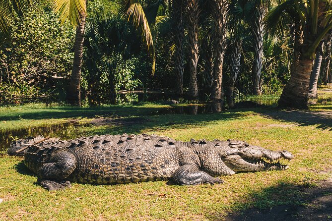 Turtle Release Escobilla Sanctuary and crocs in Ventanilla. - Ventanilla mangroves: why the lagoon boat time is the star