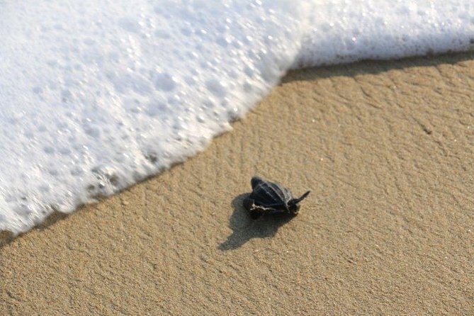 Turtle Release Escobilla Sanctuary and crocs in Ventanilla. - What to wear and bring: the comfort checklist that keeps the day fun