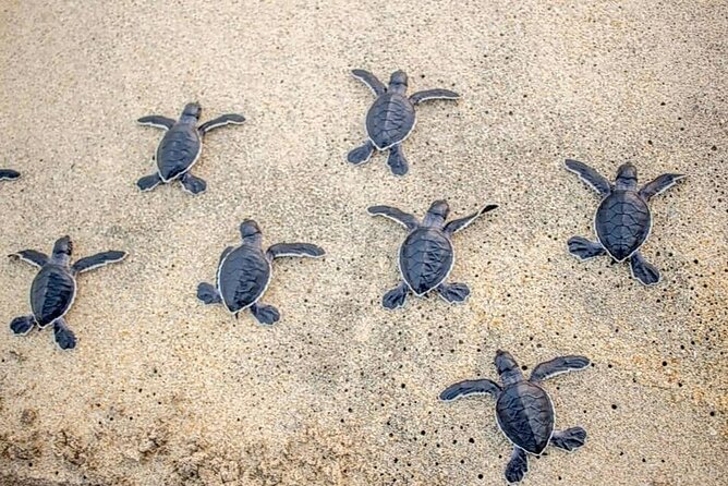 Turtle Release Playa Blanca - Key Things You’ll Notice
