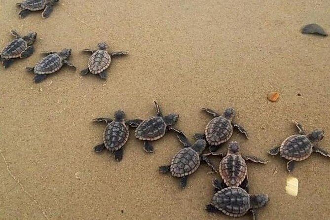 Turtle Release Playa Blanca - Turtle Release Playa Blanca: What the Experience Is Really About