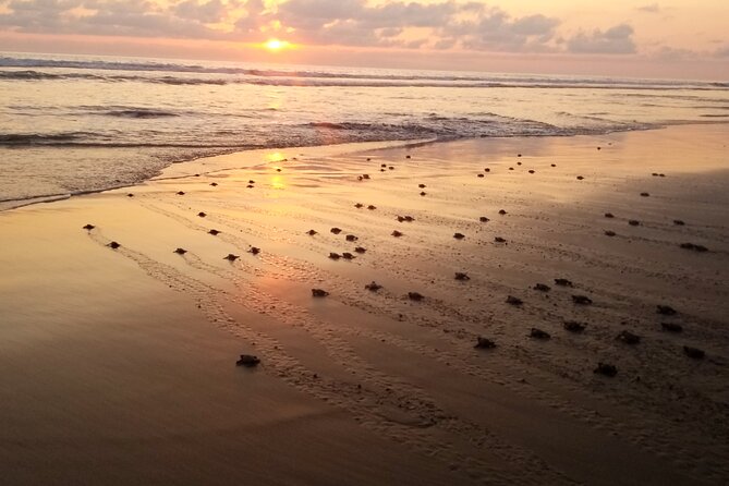Turtle Release Playa Blanca - Getting There From Zihuatanejo and Ixtapa Without Making Your Day Complicated