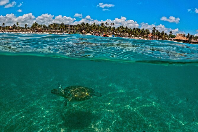 Turtle Snorkeling and Jungle Adventure with Cenote - Why Akumal turtle snorkeling pairs so well with a jungle cenote