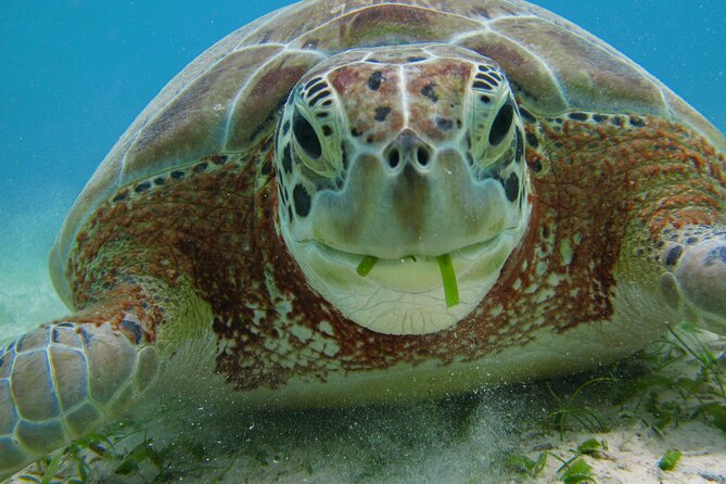 Turtle Snorkeling and Jungle Adventure with Cenote - Who this tour fits best (and who should reconsider)