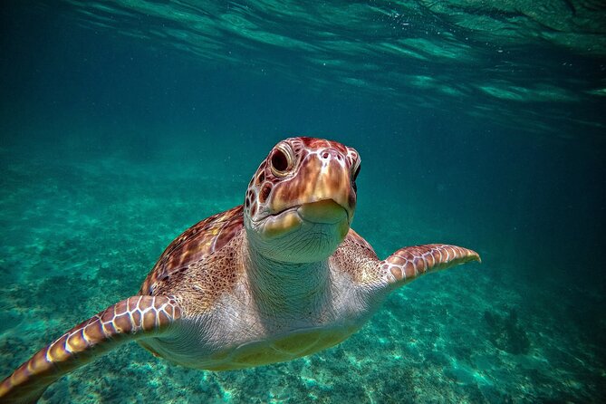 Turtle Snorkeling and Jungle Adventure with Cenote - Morning logistics from Playa del Carmen, Cancun, and Tulum