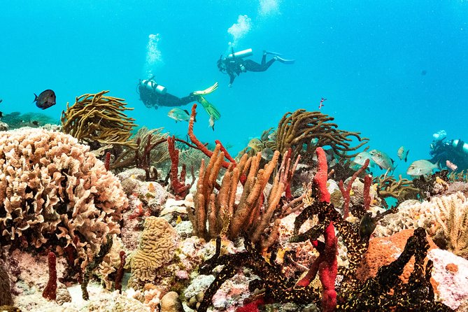 Two reef discovery dives with professional instructor (no experience necessary) - The lunch break and the shift from pool to reef boat