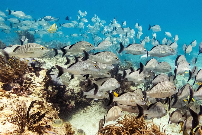 Two reef discovery dives with professional instructor (no experience necessary) - Two reef outings on separate coral reefs, max 40 feet