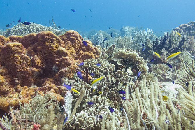 Two reef discovery dives with professional instructor (no experience necessary) - Wildlife expectations: what you can look for right now