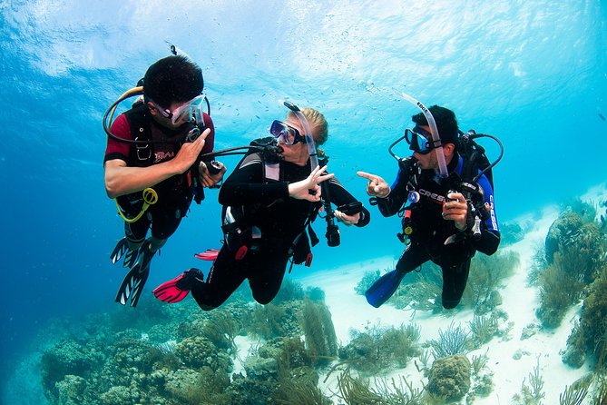 Two reef discovery dives with professional instructor (no experience necessary) - Logistics that matter: meeting point, no hotel pickup, and time planning