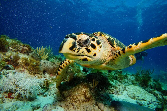 Two Reefs For Certified Divers in Cancun - Equipment, skills, and why “full SCUBA” is a travel win