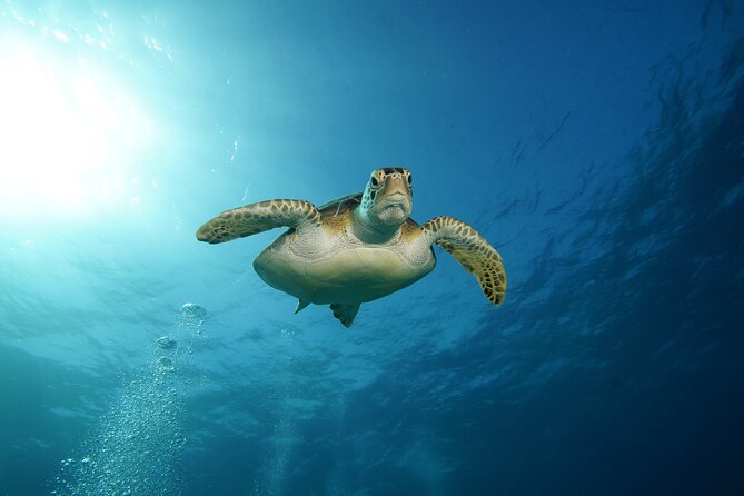Two Reefs For Certified Divers in Cancun - Price check: is $145 worth it in real terms?