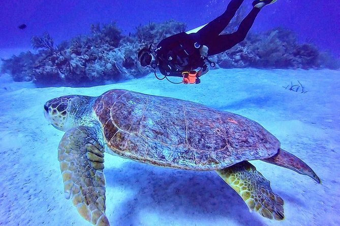 Two tanks local diving for certified divers, SCUBA gear included - Mahahual Access: Meeting Point and Getting to the SCUBA Center