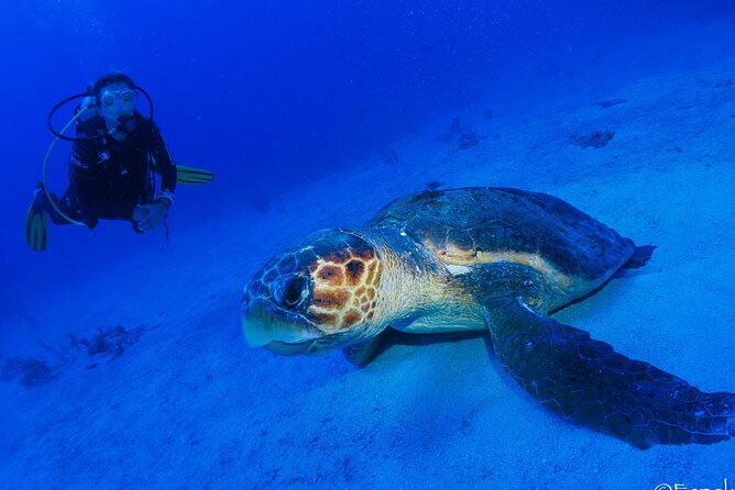 Two tanks local diving for certified divers, SCUBA gear included - Should You Book Mar Adentro Diving in Costa Maya?