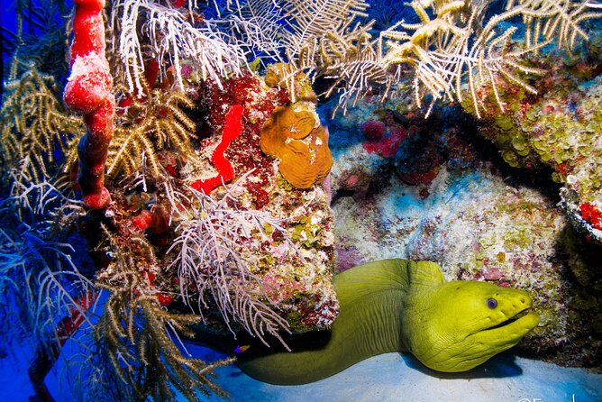 Two tanks local diving for certified divers, SCUBA gear included - FAQ