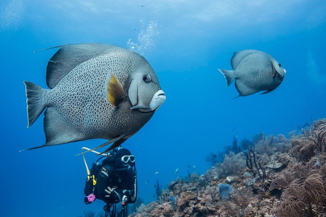 Two tanks local diving for certified divers, SCUBA gear included - Your Two-Tank Schedule in 3 Hours 45 Minutes