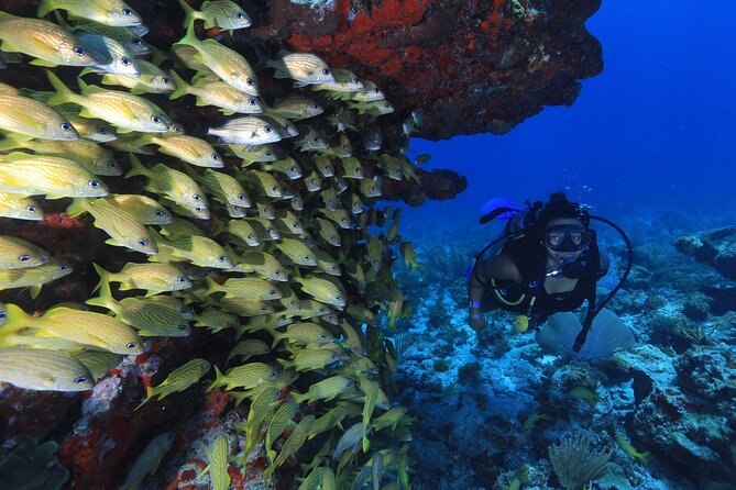 Two Tanks Scuba Diving for Beginners in Cancun - Tank session at Manchones Reef: more wildlife time and a chance to feel confident