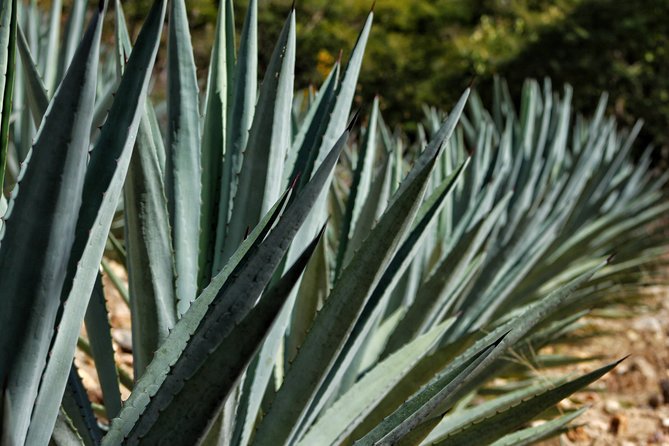 Ultimate Hierve el Agua Hike + Mezcal - The hike reality: challenging terrain, good shoes, and smarter clothing