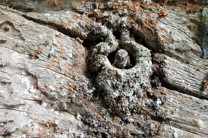 Valladolid Mayan Bees Tour with Lunch or breakfast and Honey Tasting - Key highlights to know before you go