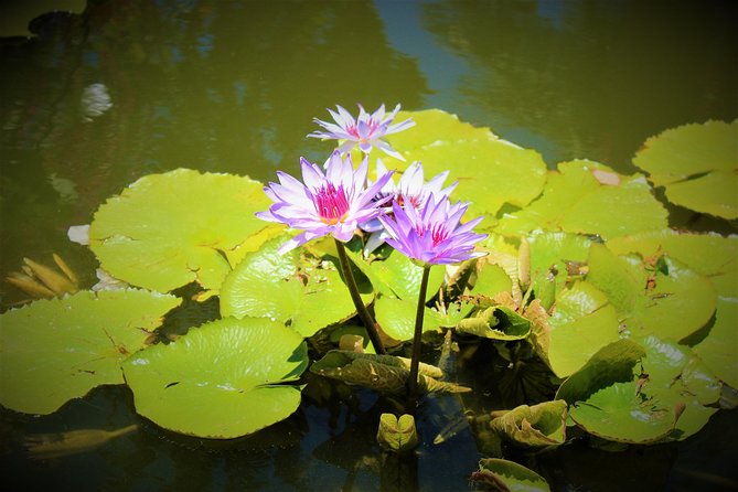 Vallarta Botanical Garden and Tequila Tasting from Puerto Vallarta - What to pack and how to enjoy the full 6 hours